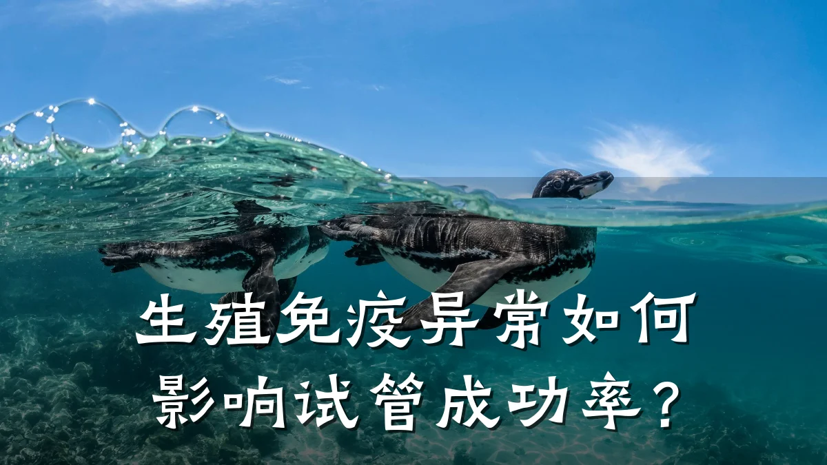 生殖免疫异常如何影响试管成功率?