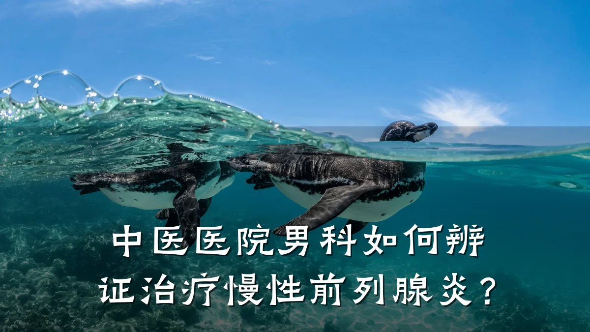 中医医院男科如何辨证治疗慢性前列腺炎?
