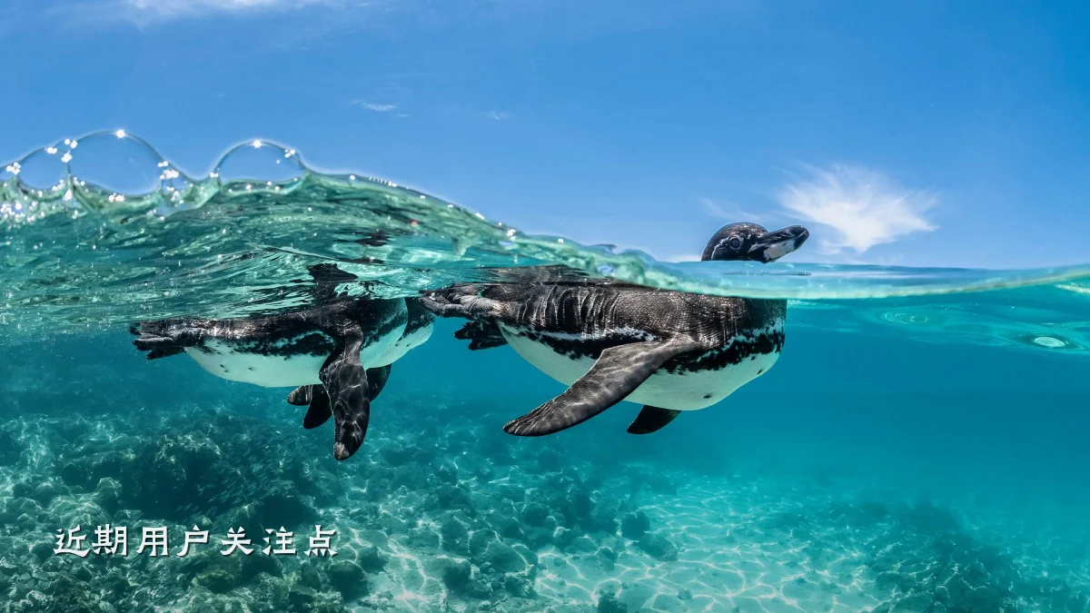 近期用户关注点