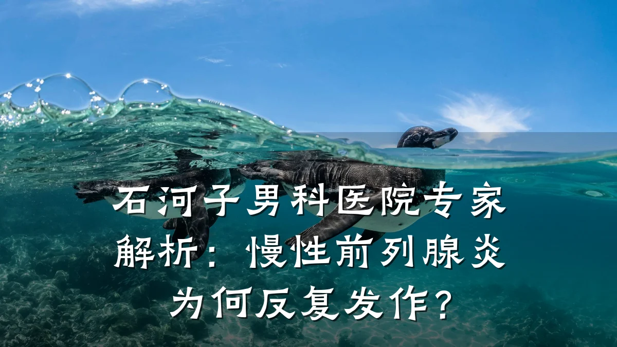 石河子男科医院专家解析:慢性前列腺炎为何反复发作?