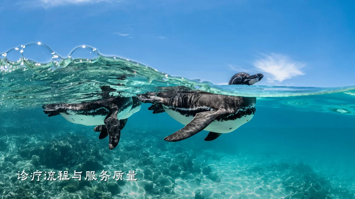 诊疗流程与服务质量