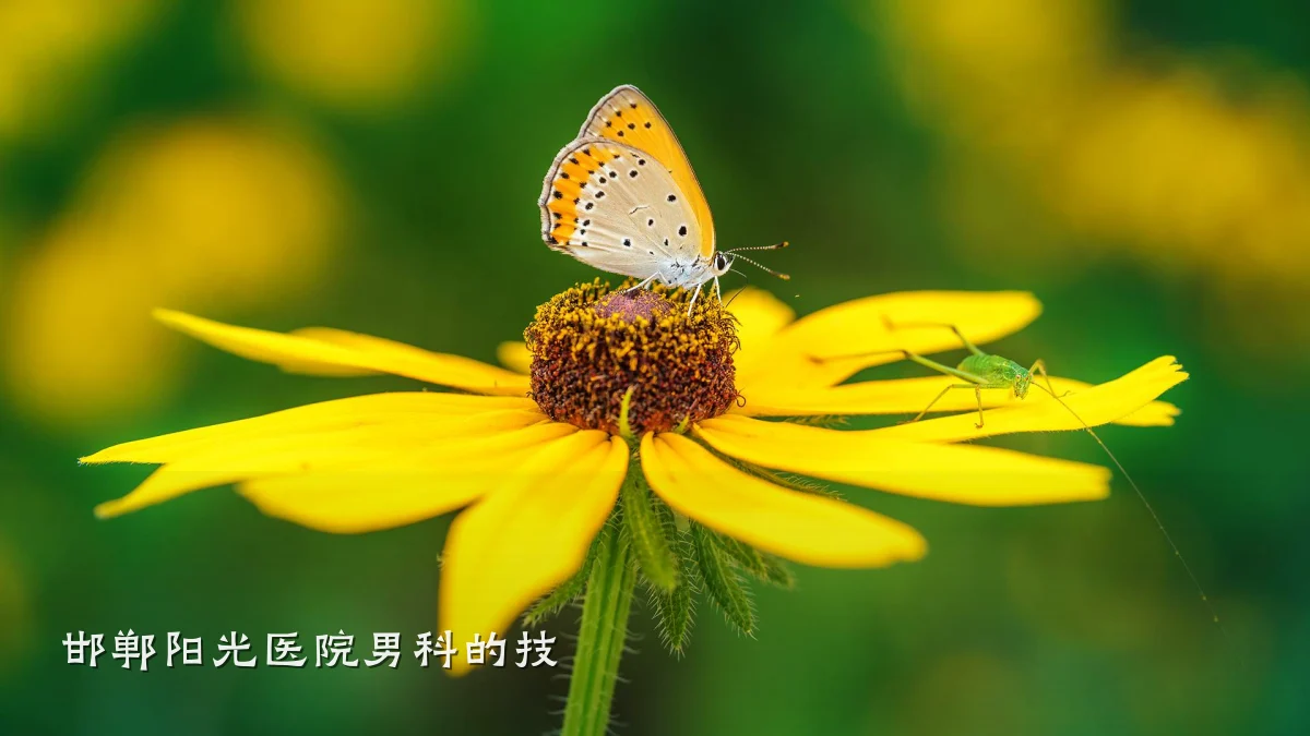 邯郸阳光医院男科的技